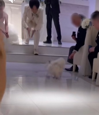 飼い主の元へ走る犬