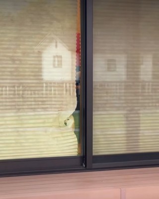 カーテンの隙間から犬