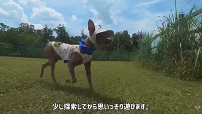 楽しそうな姿が可愛い♪