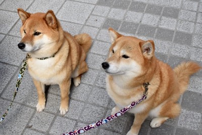 おすわり、柴犬2匹