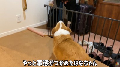 お兄ちゃんだとわかると、吠えて歓迎！