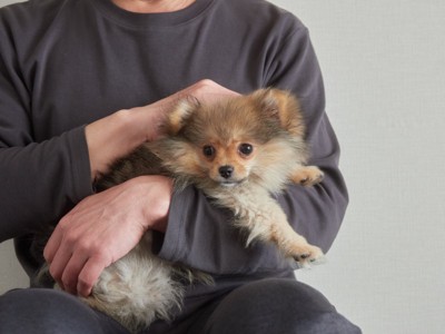抱っこされる子犬