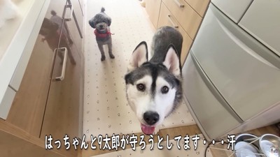「じゅんちゃんは僕たちが守る！」