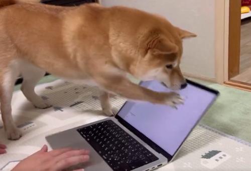 おてて