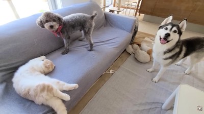 きゅうちゃんもじゅんちゃんの隣へ