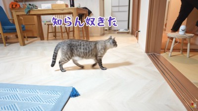 ぽんすけ君は逃げてしまいました…