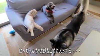 2匹の優しさにほっこり