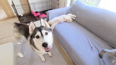 「叱らないで！」と訴えるはっちゃん