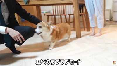 はなちゃんは甘えん坊モード