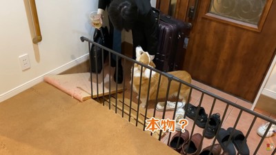 「本物のお兄ちゃん？」とお顔を見て確認