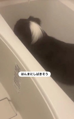 無視を決め込むジャックくん