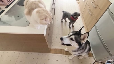 「許してもらえてよかったね♪」
