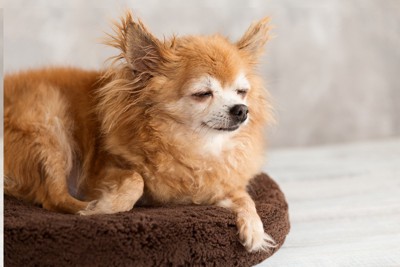 カートで散歩している犬