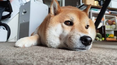 イケメン