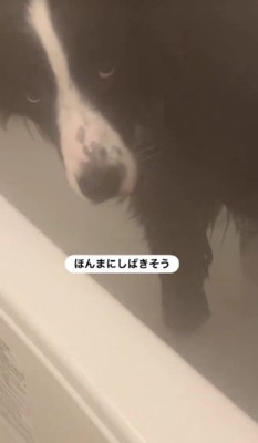 反抗的すぎる表情に爆笑♪