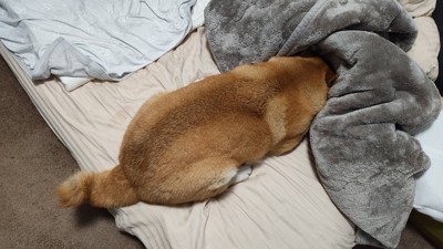 お散歩