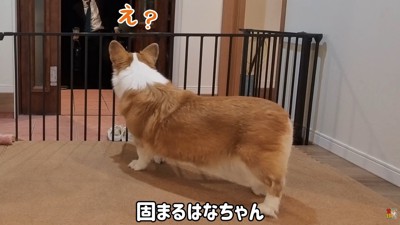 はなちゃんは固まってしまいました