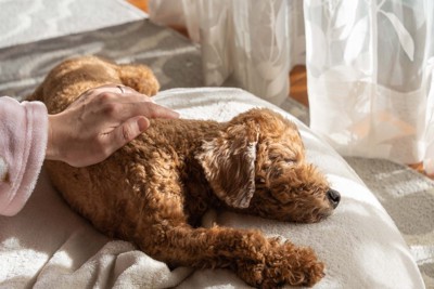 撫でられている犬