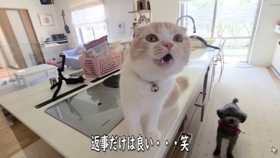 「ダメだよ。わかった？」「にゃ～♪」