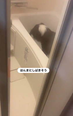 ジャックくんがいる！！