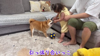 ボールの引っ張り合いを開始♪