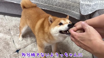 うにくんはボール遊びが大好き！