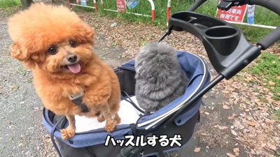 ぽん太君＆ゆず君