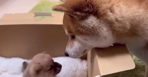 子犬を家族に迎えた