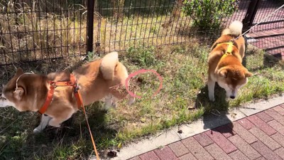 豪快な性格に成長