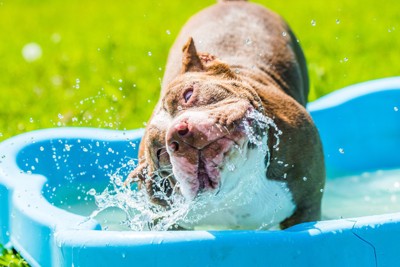 水遊びをする犬