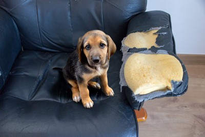 ボロボロのソファと犬