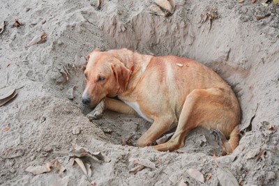 掘った穴の中で寝る犬