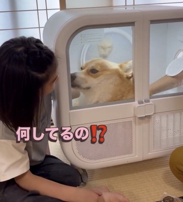 人の顔を見つめる犬