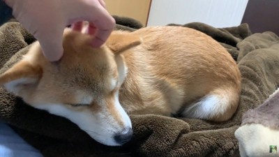 撫でてもらいながらウトウト…