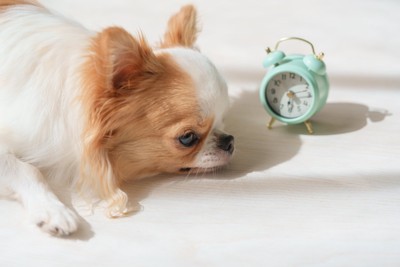 眠そうな犬と目覚まし時計