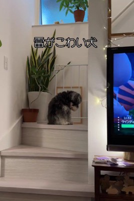 雷が鳴った日…