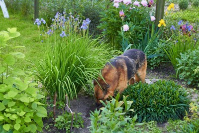 花壇に穴を掘ろうとする犬