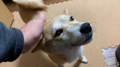 ナデナデされて嬉しそう♪