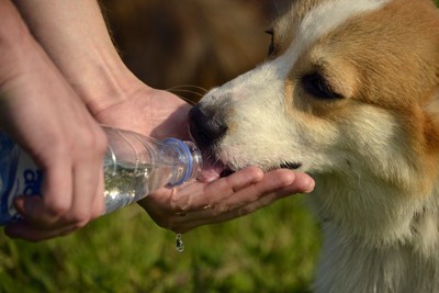 水を飲むコーギー