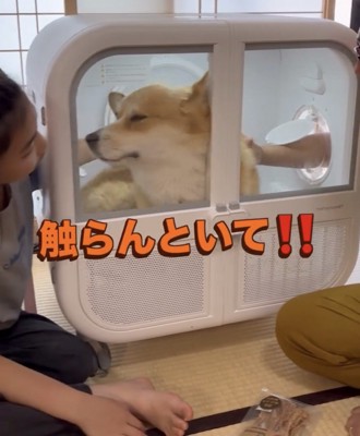 顔を背ける犬