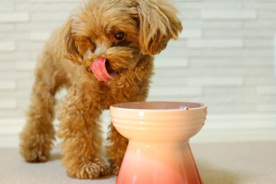 高めのご飯皿で食べる犬