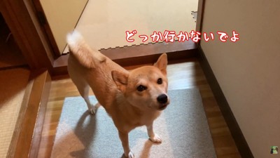 寂しかったことを訴えるお目目