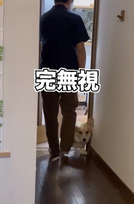 人の横を通り抜ける犬