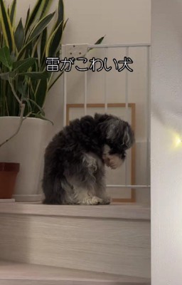 猫背でしょんぼり