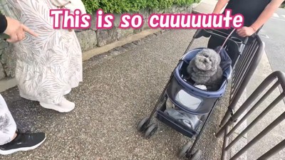 「とってもキュート！」