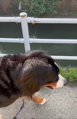 愛犬のお散歩中に…