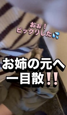 人のもとへ急ぐ犬