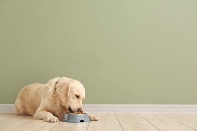 寝そべってご飯を食べる犬