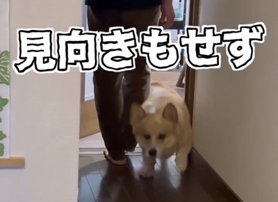 前を見て駆ける犬