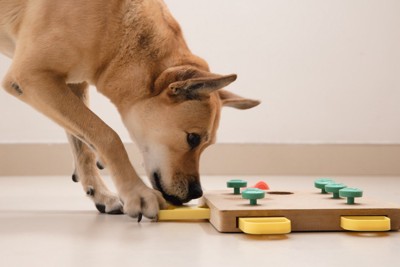 知育玩具で遊ぶ柴犬